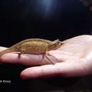 Image of Brown Leaf Chameleon