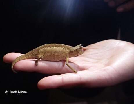 Image of Brown Leaf Chameleon