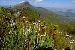 Image of Langebergia canescens (DC.) A. A. Anderberg