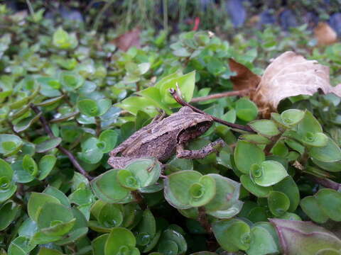 Sivun Pristimantis incertus (Lutz 1927) kuva