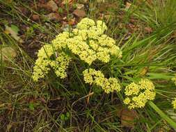 Crassula vaginata subsp. vaginata resmi