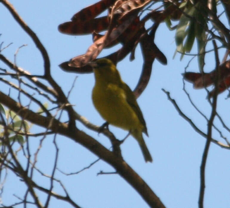 Image of Oahu Amakihi