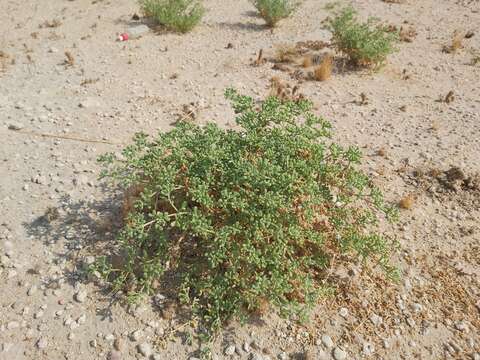 Sivun Tetraena hamiensis (Schweinf.) Beier & Thulin kuva