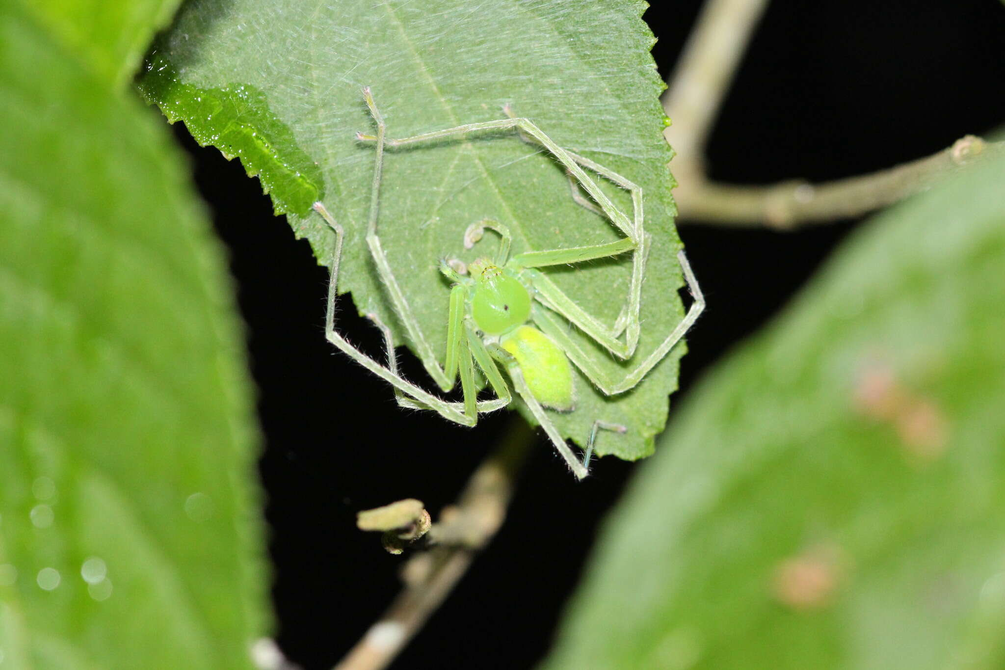 Image of Gnathopalystes taiwanensis Zhu & Tso 2006