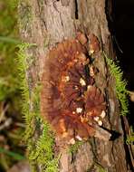 Image of Hypocreopsis amplectens T. W. May & P. R. Johnst. 2007