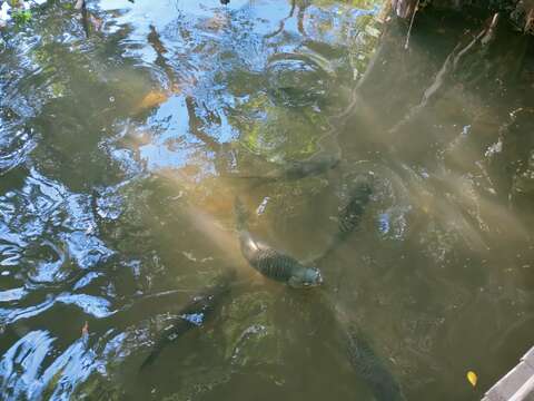 Leptobarbus rubripinna (Fowler 1937) resmi