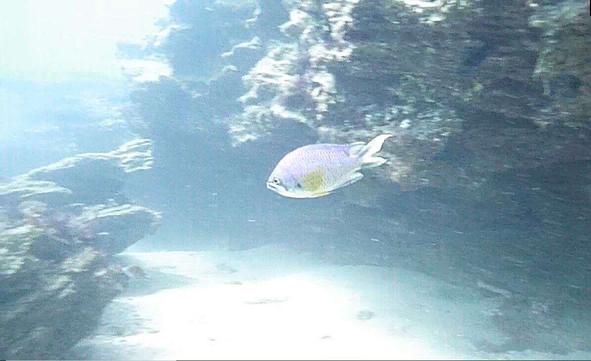 Image of Azores Chromis