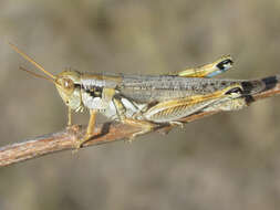 Melanoplus bowditchi canus Hebard 1925的圖片