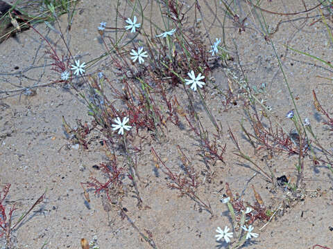 Image of Silene aethiopica subsp. longiflora