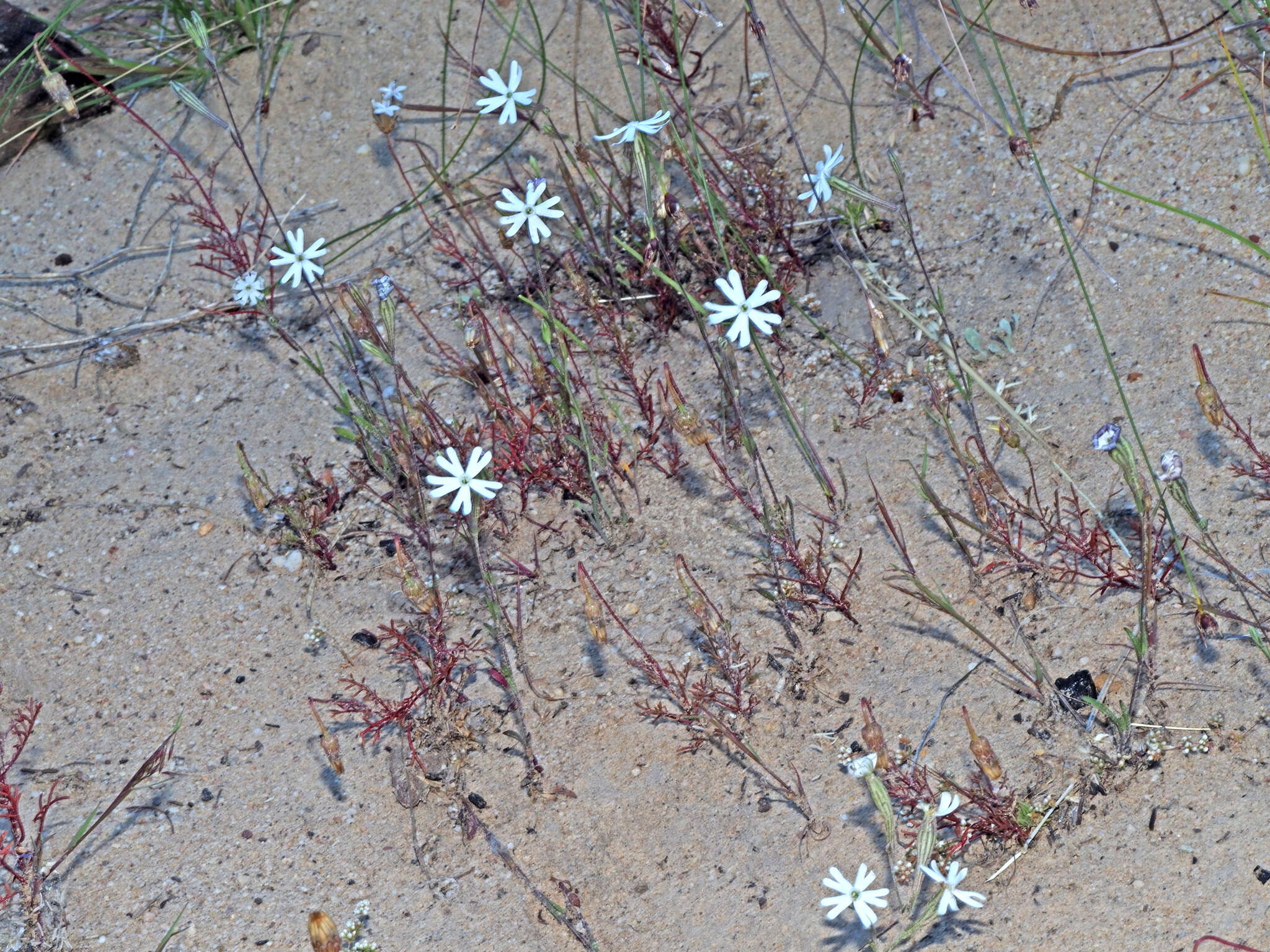 Слика од Silene aethiopica subsp. longiflora