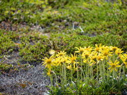 Image de Arnica griscomii subsp. frigida (Iljin) S. J. Wolf