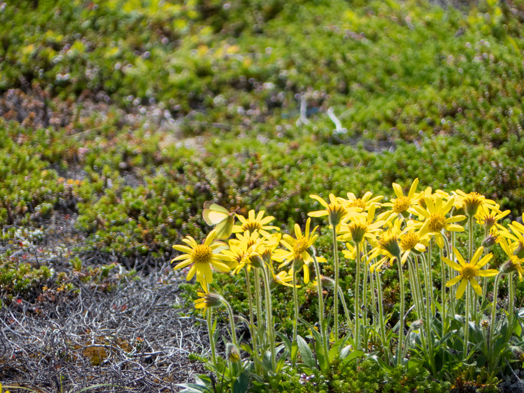 Image of snow arnica