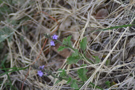 Слика од Verbena plicata Greene