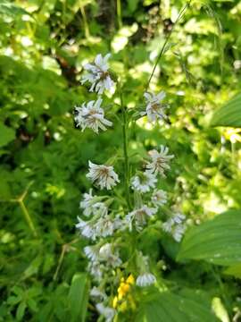 Image of arrowleaf rattlesnakeroot