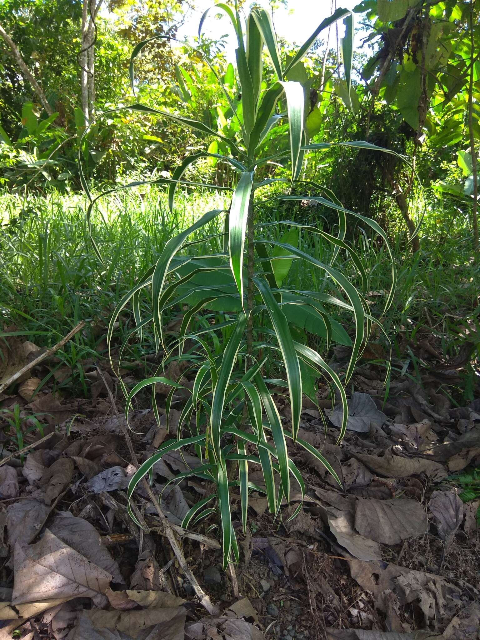 Слика од Dracaena angustifolia (Medik.) Roxb.