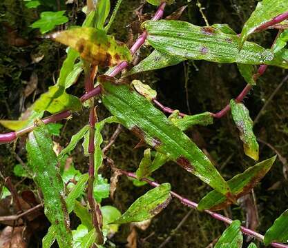 Image of Elasis hirsuta (Kunth) D. R. Hunt