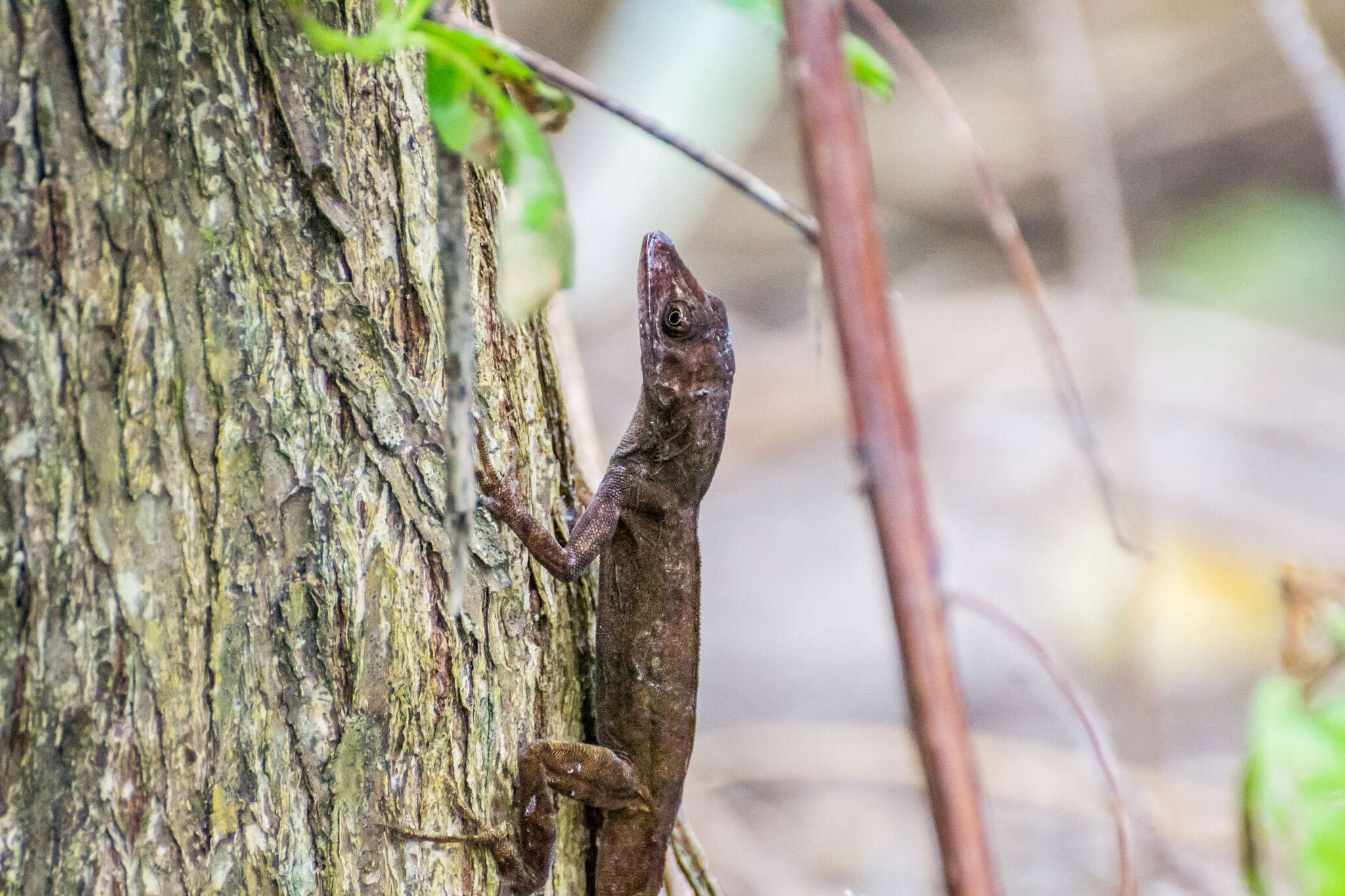 Imagem de Anolis concolor Cope 1862