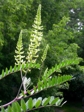 Astragalus canadensis var. canadensis的圖片