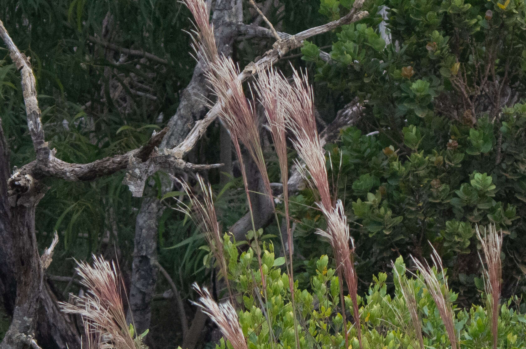 Sivun Andropogon bicornis L. kuva