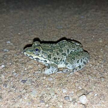 Image of Jerdon's Bullfrog