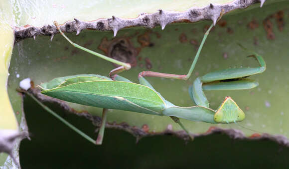 Image of African mantis