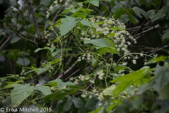 Image of Balsam-apple