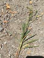 Image of hayfield tarweed