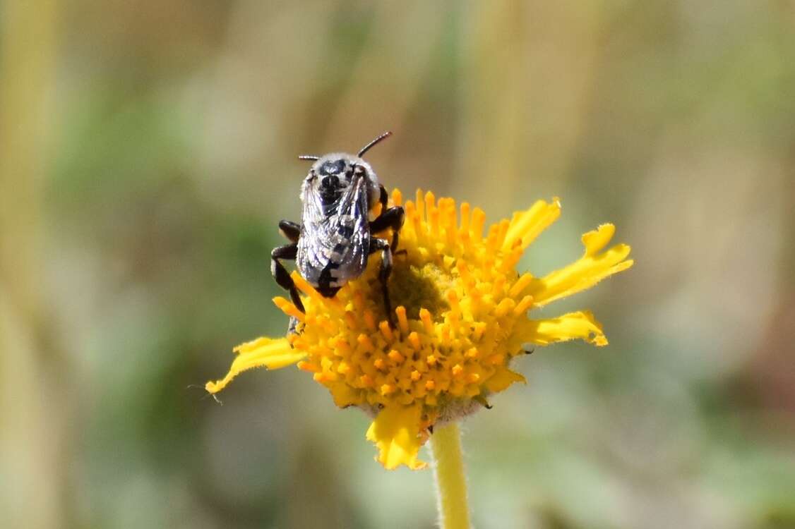 Image of Ericrocis lata (Cresson 1879)