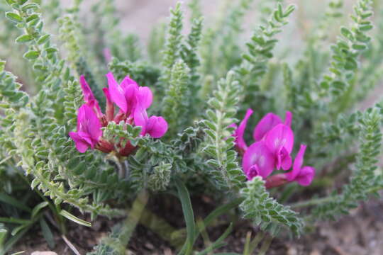 Plancia ëd Oxytropis microphylla (Pall.) DC.