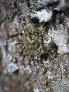 Image of Silver-lined Wrinkle Lichen