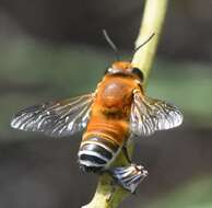 Image of Wooly Wall Bee