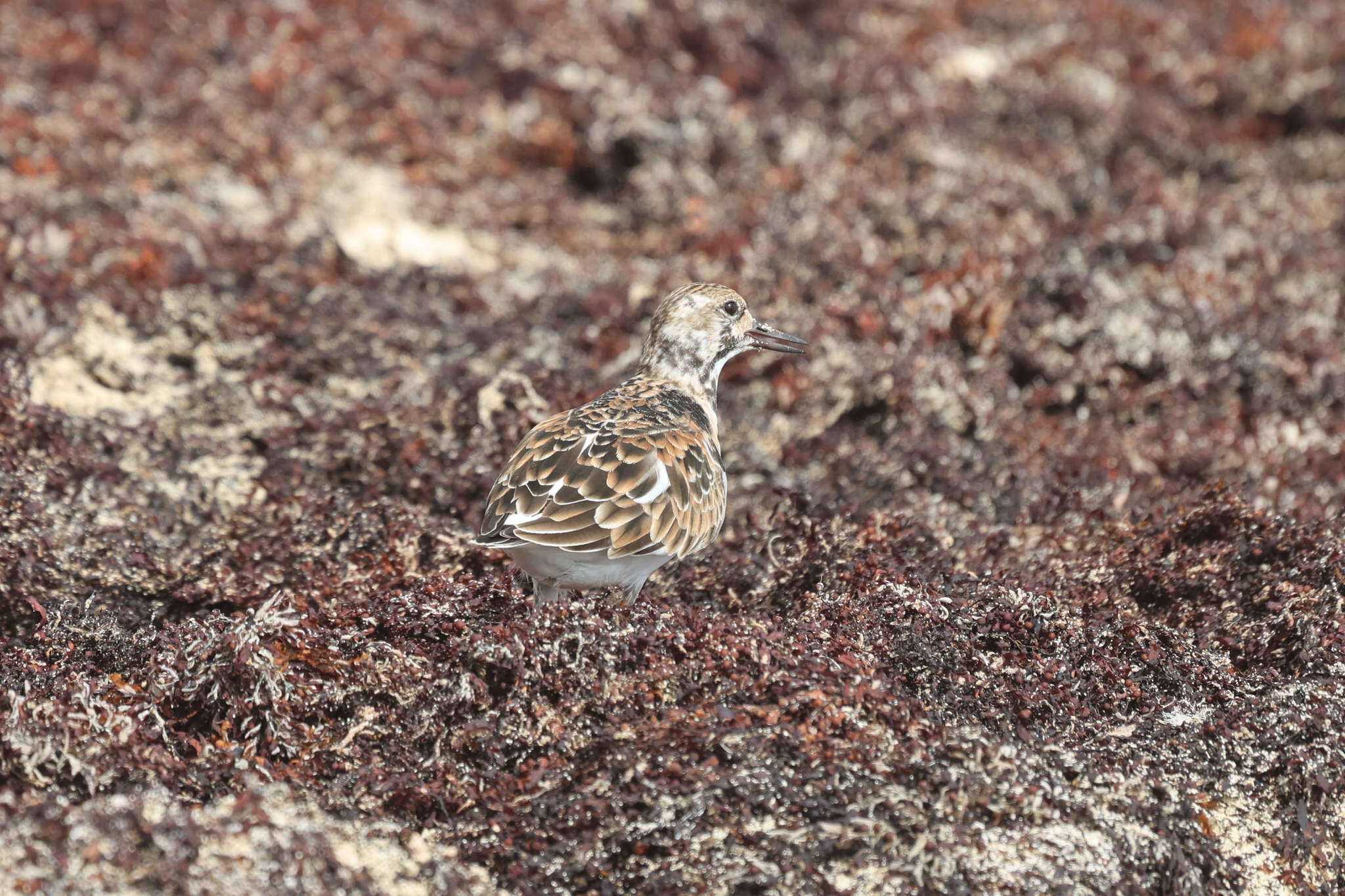 Image of Arenaria interpres morinella (Linnaeus 1766)