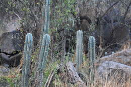 Image de Trichocereus macrogonus var. peruvianus