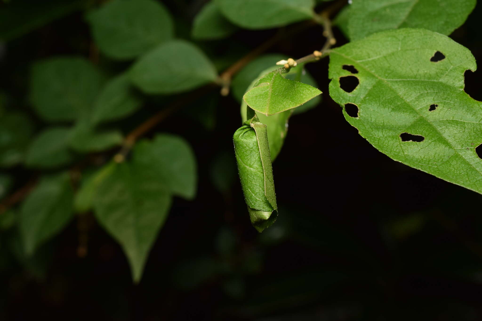 Image of Compsapoderus erythrogaster Legalov 2003