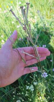 Image of Silene bupleuroides L.