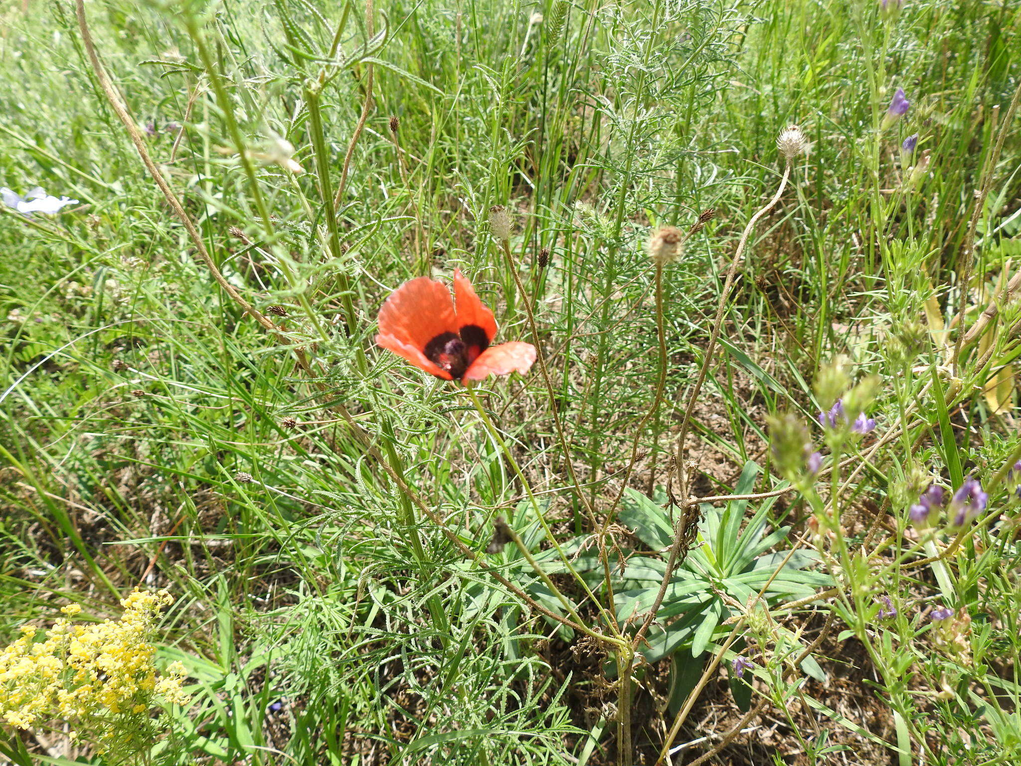 Слика од Papaver pavoninum subsp. ocellatum (Woron) J. W. Kadereit