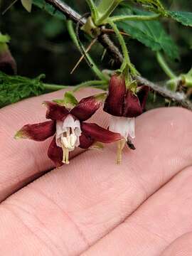 Image of canyon gooseberry