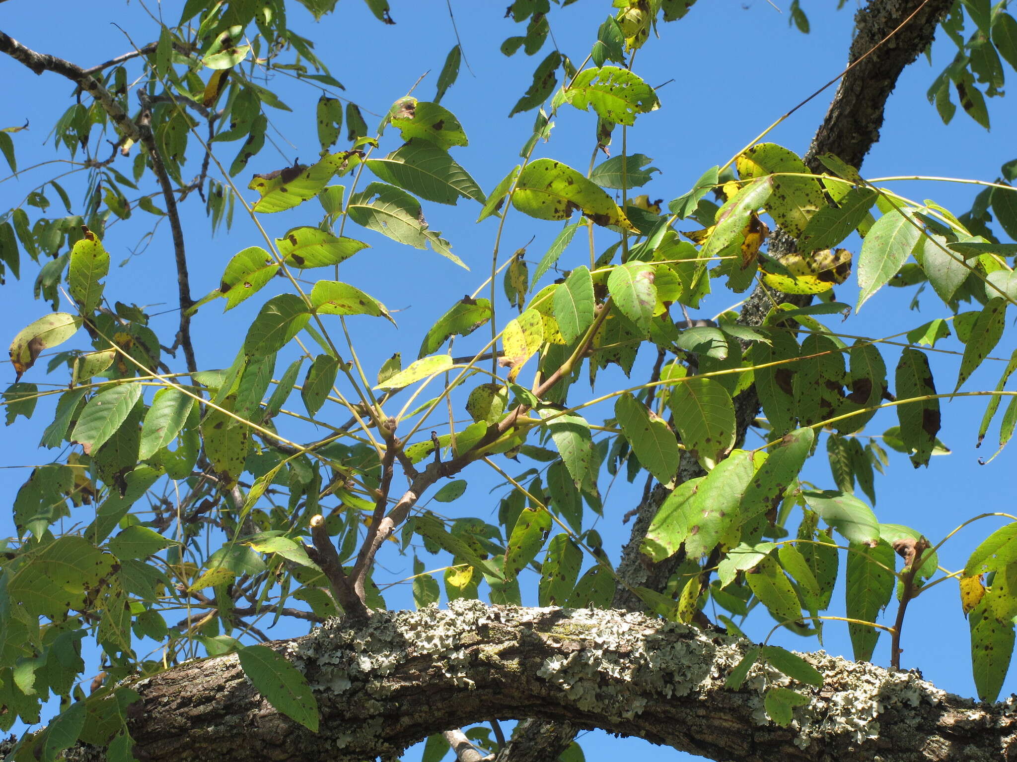 Image of black walnut