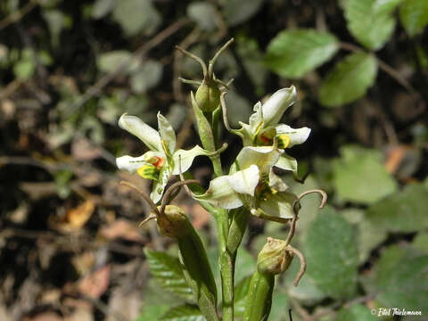 Image of Gavilea araucana (Phil.) M. N. Correa