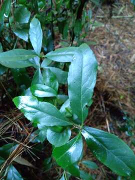 Sivun Laurelia sempervirens (Ruiz & Pav.) Tul. kuva