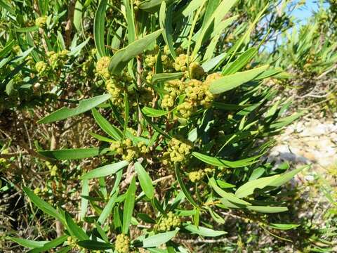 Image of Callistemon lanceolatus (Sm.) Sweet