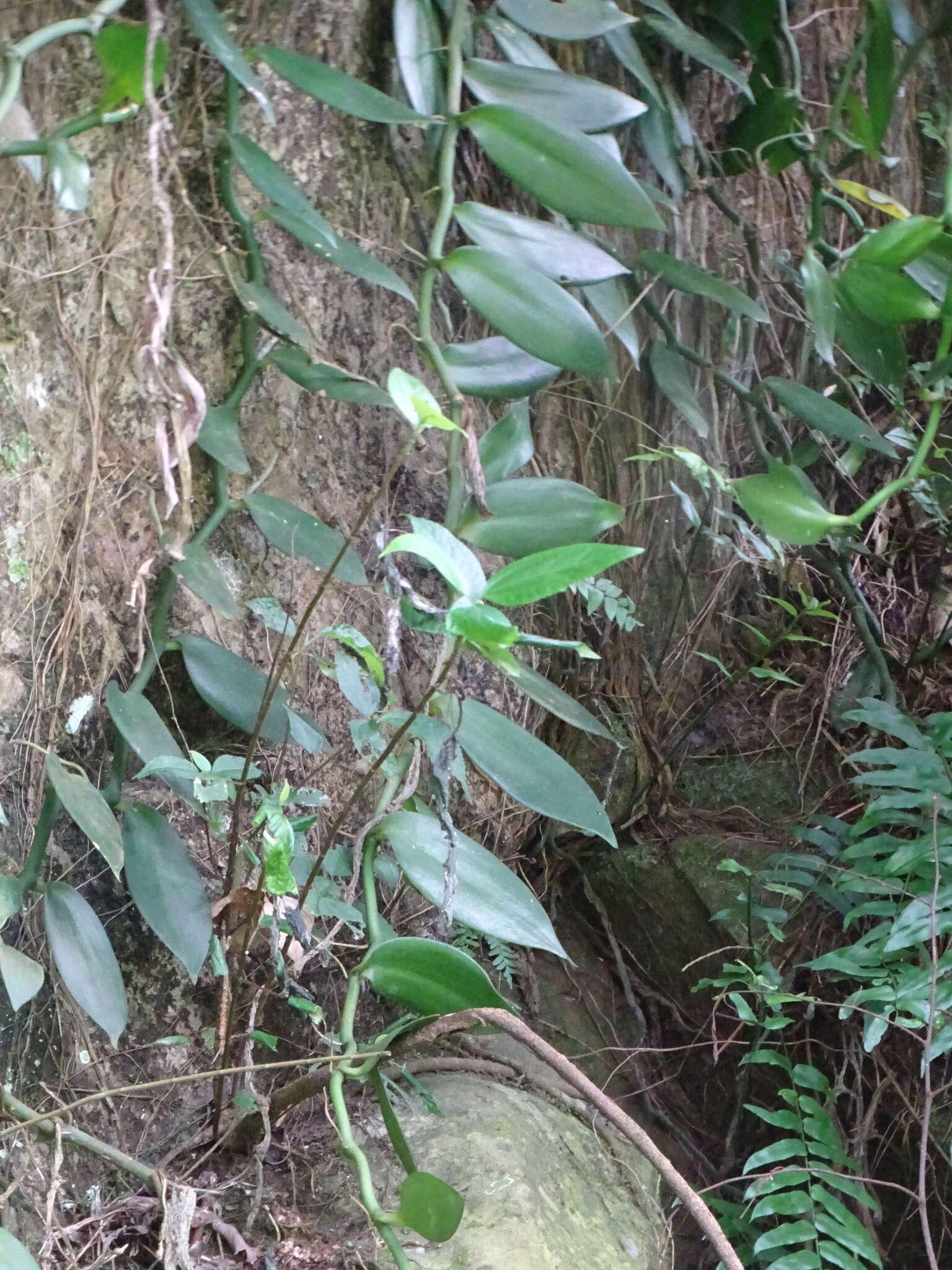 Image of Vanilla somae Hayata