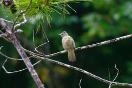 Image of Flavescent Bulbul