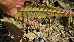 Image of Adiantum tomentosum Kl.