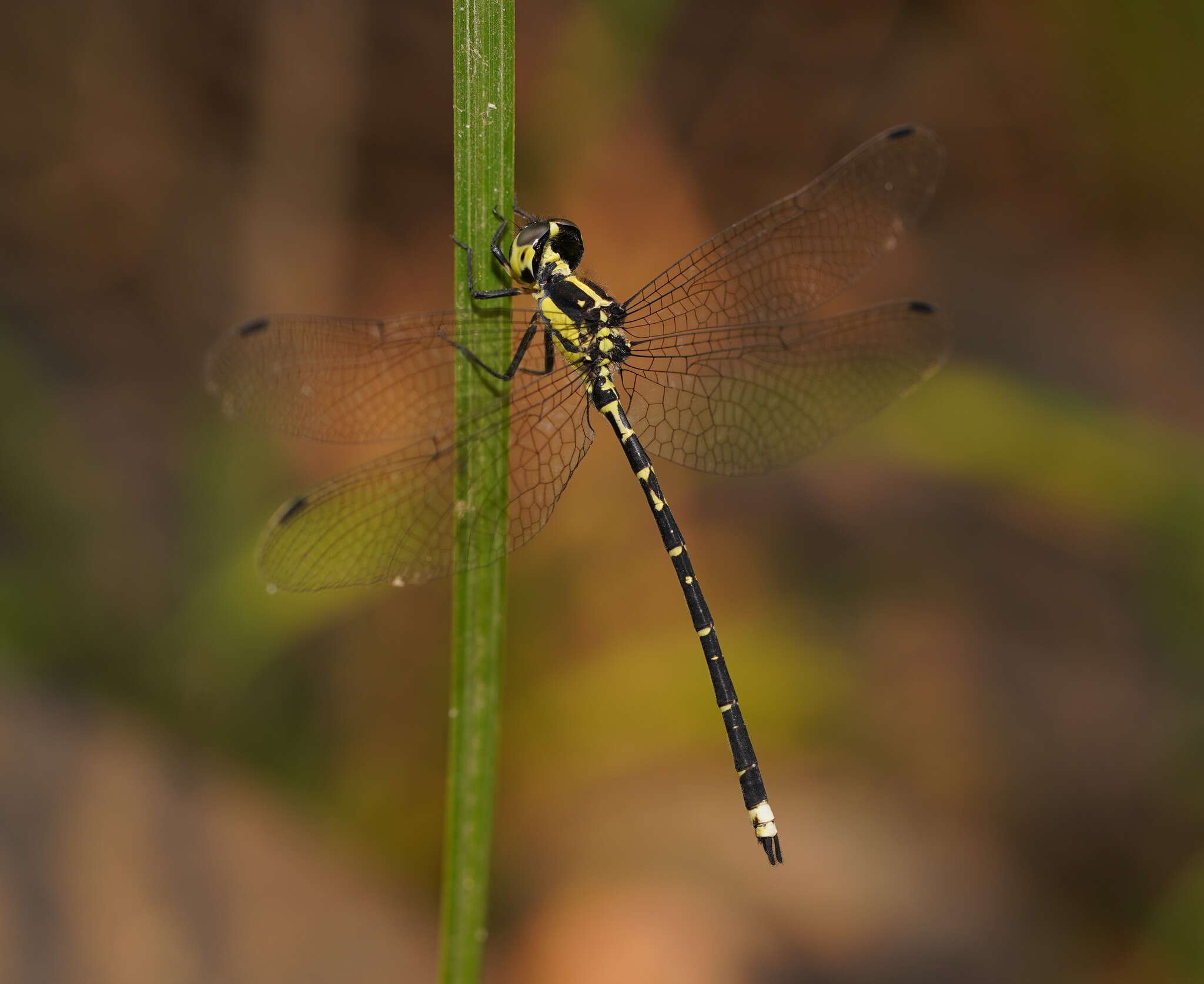 Image of Choristhemis Tillyard 1910