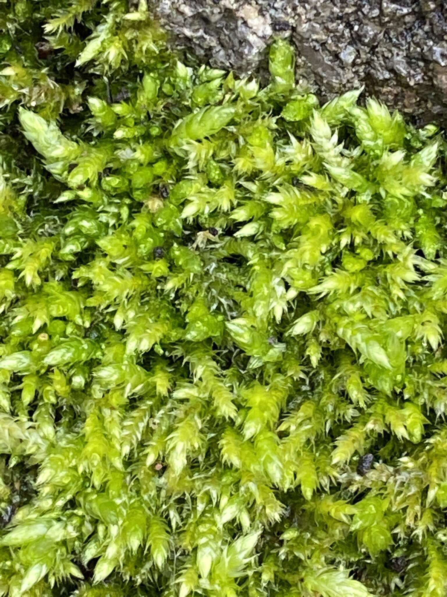 Image of callicladium moss