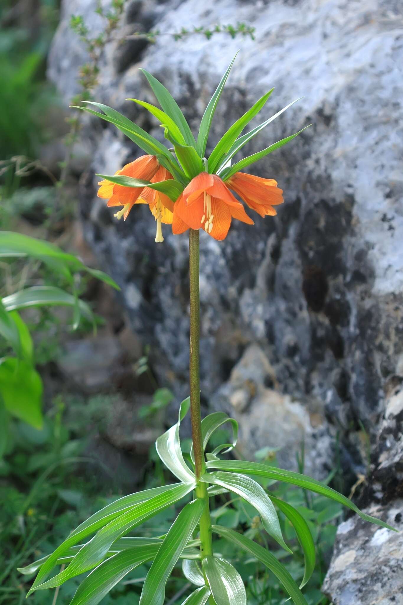 Image of Fritillaria eduardii A. Regel ex Regel