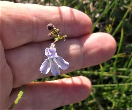 Image of Lobelia capillifolia (C. Presl) A. DC.