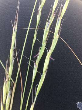 Image of bluebunch wheatgrass