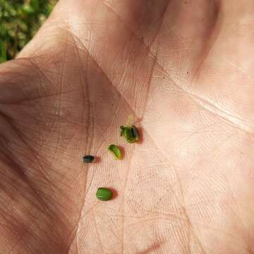 Слика од Euphorbia lacera Boiss.